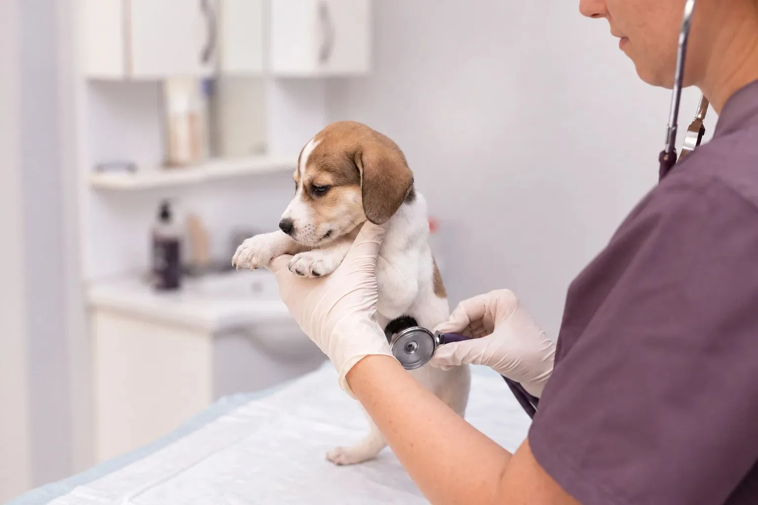Veterinaria revisando a un cachorro beagle